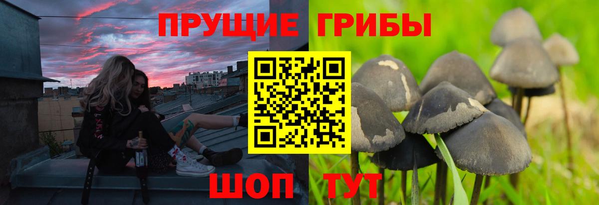 Татарск  Псилоцибиновые грибы Psilocybine cubensis  Псилоцибиновые грибы GOLDEN TEACHER  Вход с VPN 